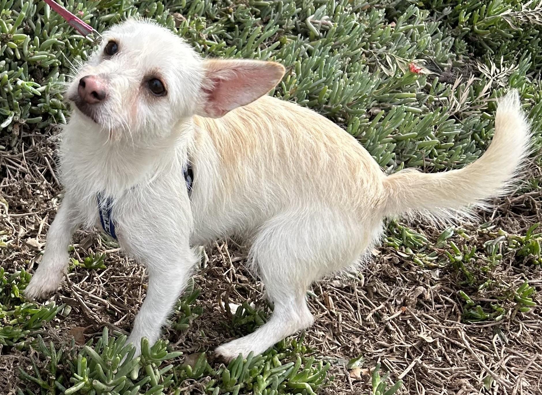 CONNIE, a Adoptable mixed breed in Bell Gardens, CA image 2/6