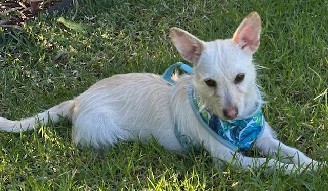 CONNIE, Adoptable, Young Female Cairn Terrier.