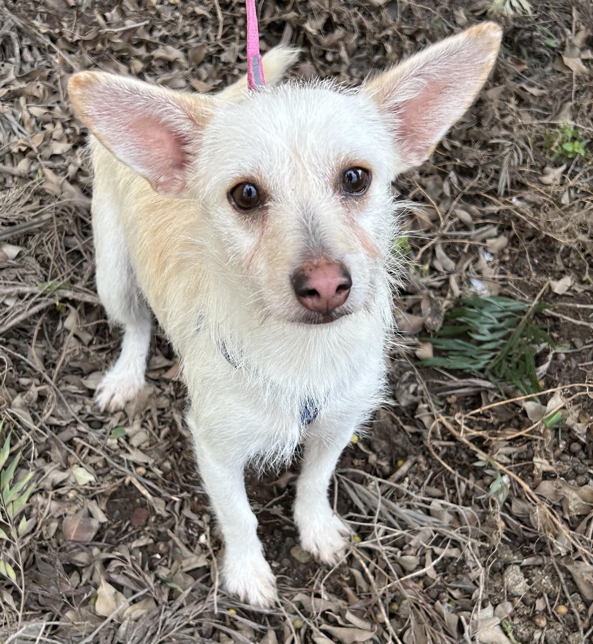 CONNIE, a Adoptable mixed breed in Bell Gardens, CA image 3/6