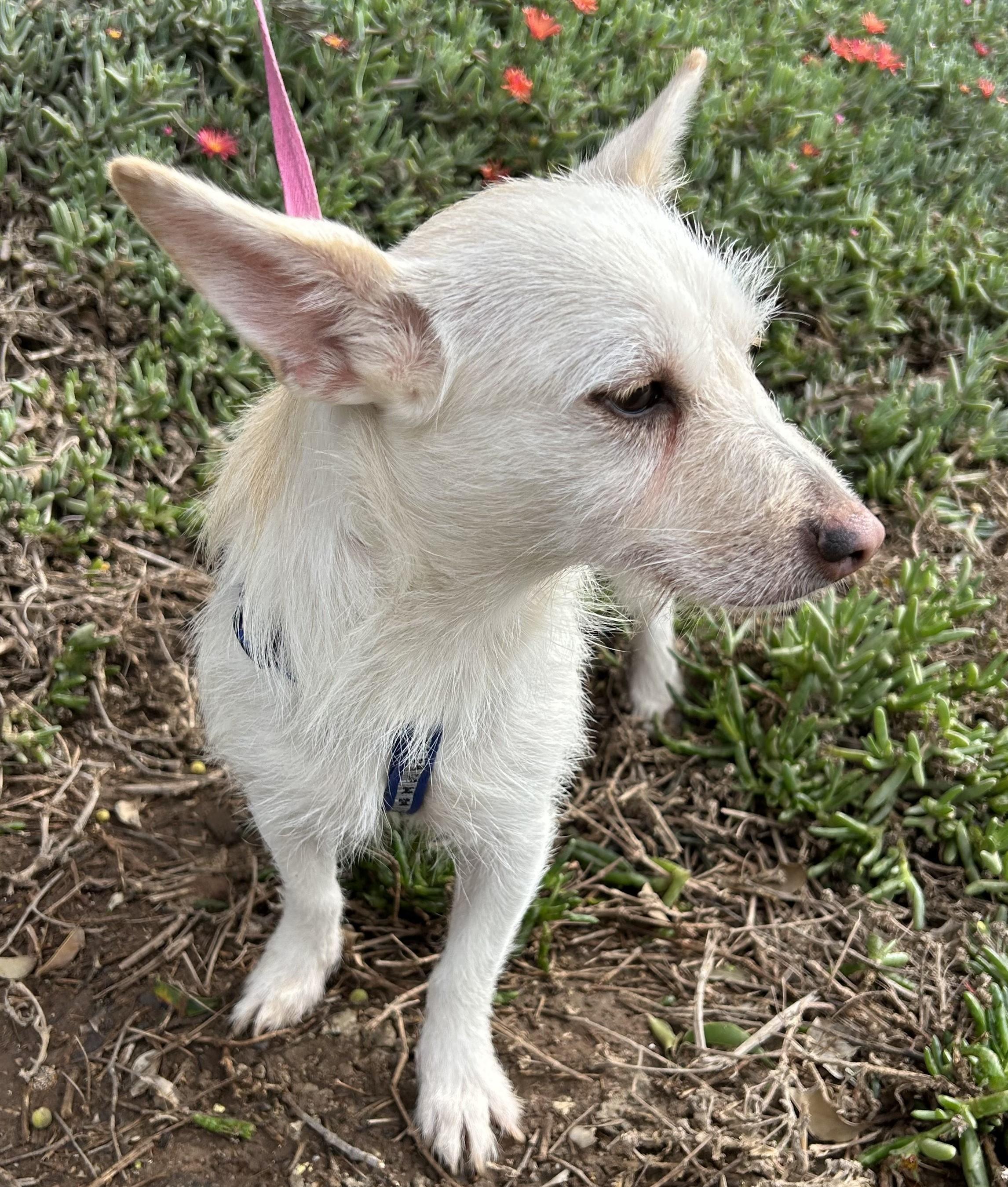 CONNIE, a Adoptable mixed breed in Bell Gardens, CA image 4/6