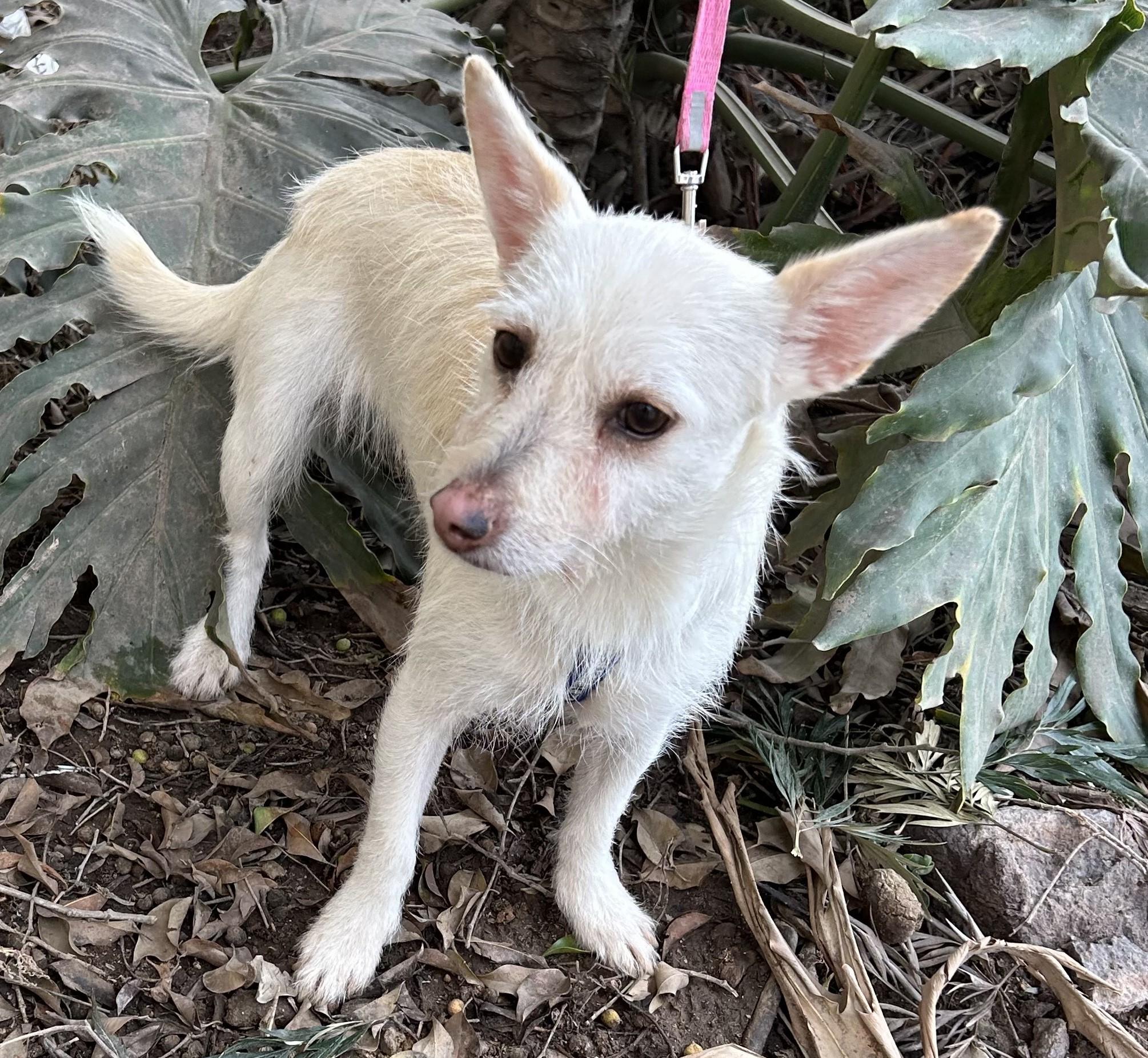 CONNIE, a Adoptable mixed breed in Bell Gardens, CA image 5/6