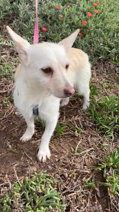 Enlarge CONNIE, a Adoptable mixed breed in Bell Gardens, CA video 6/6