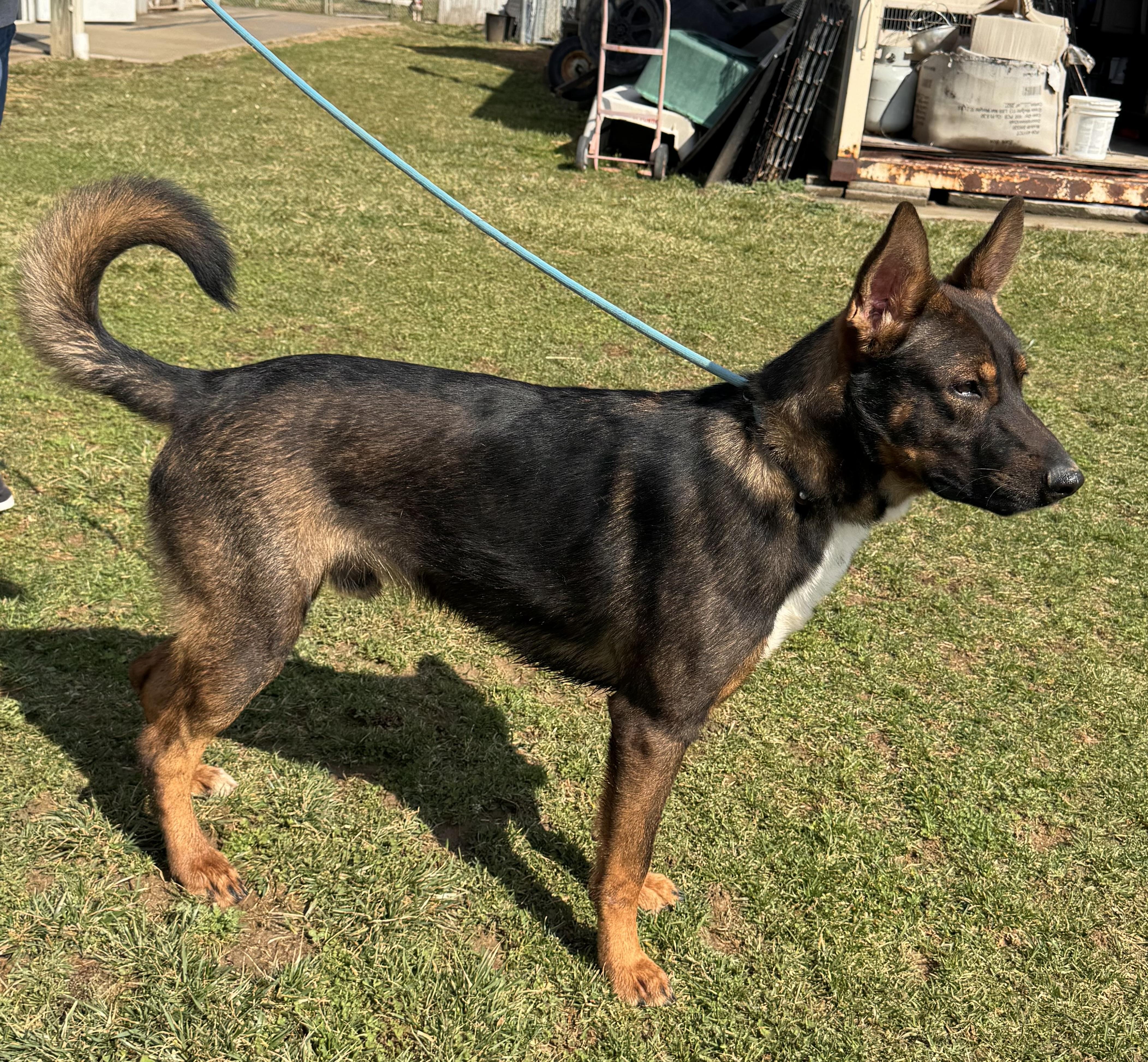 Enlarge Valentino, a ADOPTABLE mixed breed in Logan, OH image 2/2