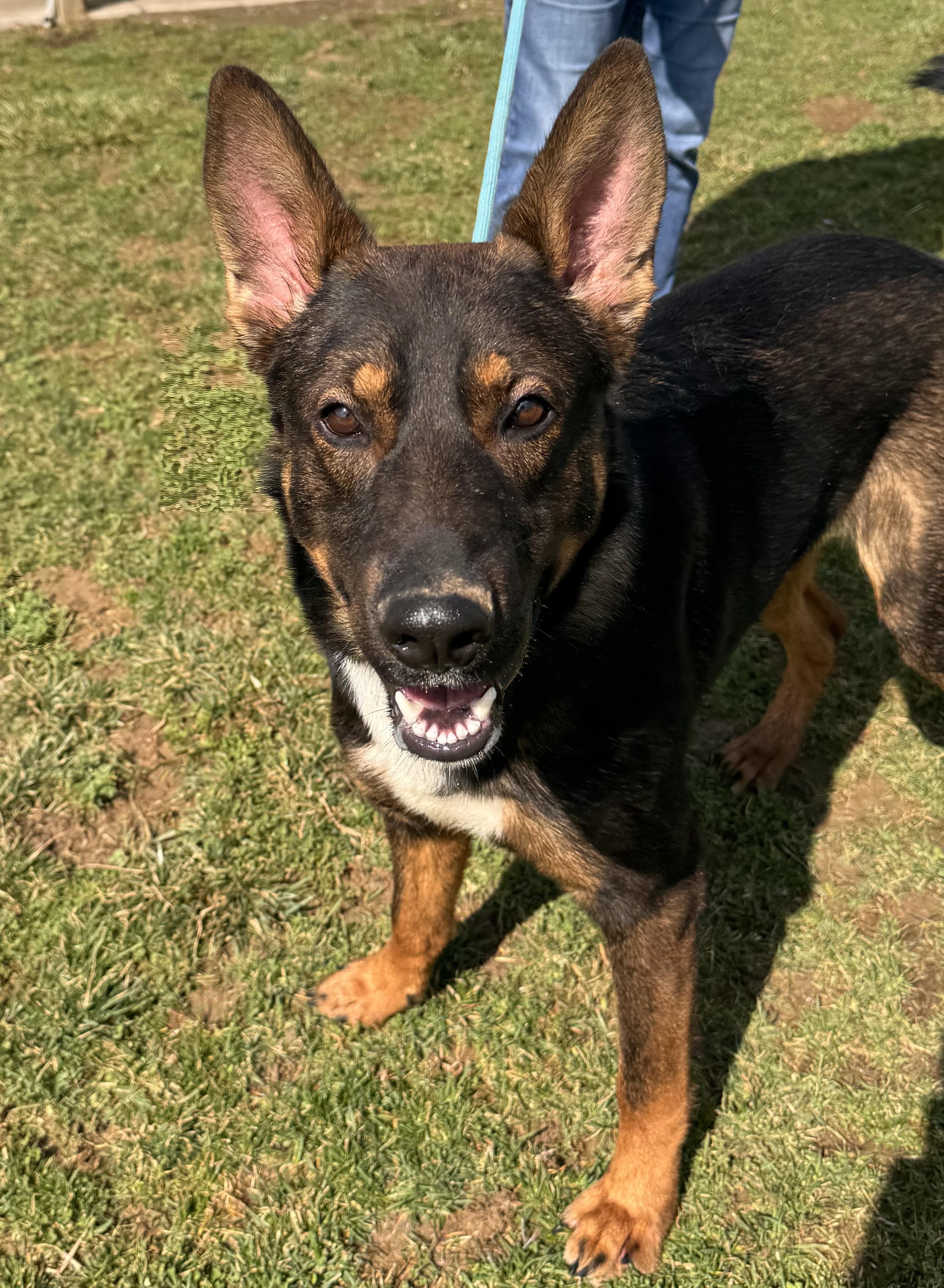 Enlarge Valentino, a ADOPTABLE mixed breed in Logan, OH image 1/2