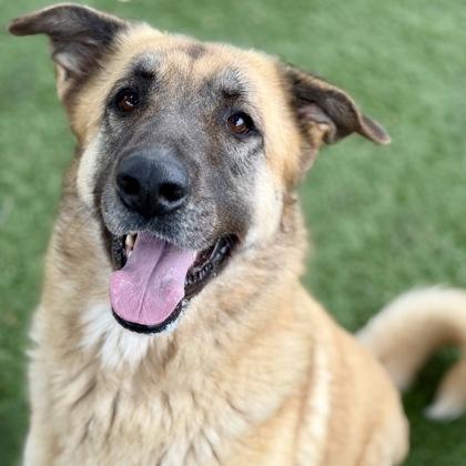 Faith, a ADOPTABLE mixed breed in Red Bluff, CA image 2/6