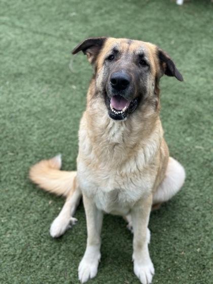 Faith, a ADOPTABLE mixed breed in Red Bluff, CA image 5/6