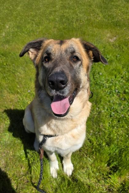 Faith, a ADOPTABLE mixed breed in Red Bluff, CA image 6/6
