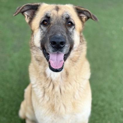 Faith, a ADOPTABLE mixed breed in Red Bluff, CA image 3/6