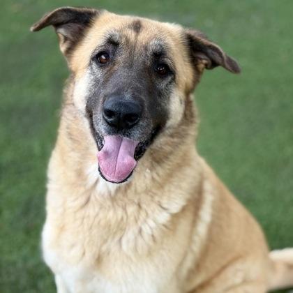 Faith, ADOPTABLE, Adult Female Anatolian Shepherd.