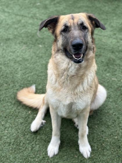 Faith, a ADOPTABLE mixed breed in Red Bluff, CA image 4/6