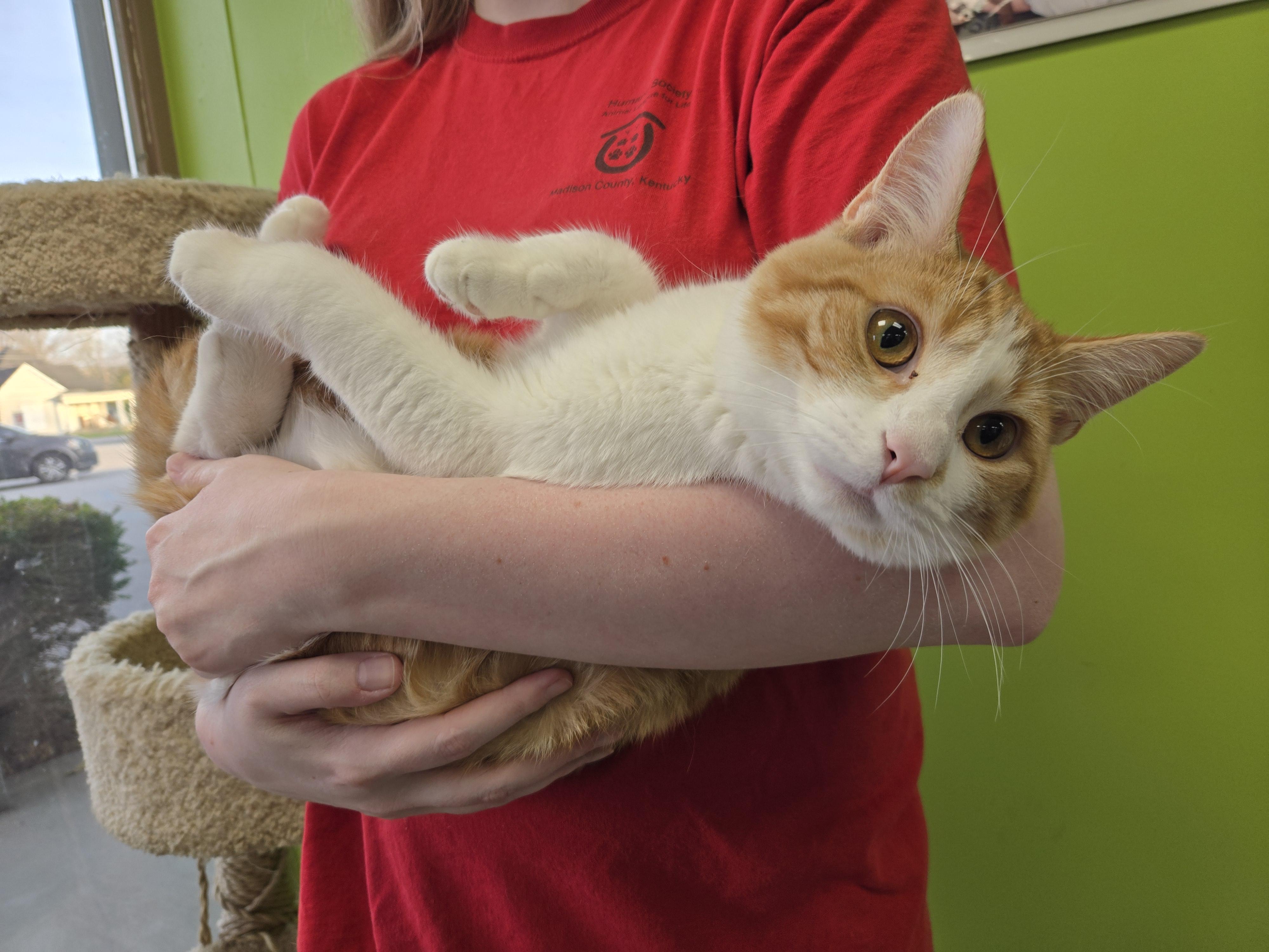 Enlarge Figgis, an adoptable Domestic Short Hair in Richmond, KY image 1/6