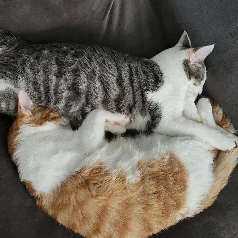 Enlarge Figgis, an adoptable Domestic Short Hair in Richmond, KY image 6/6