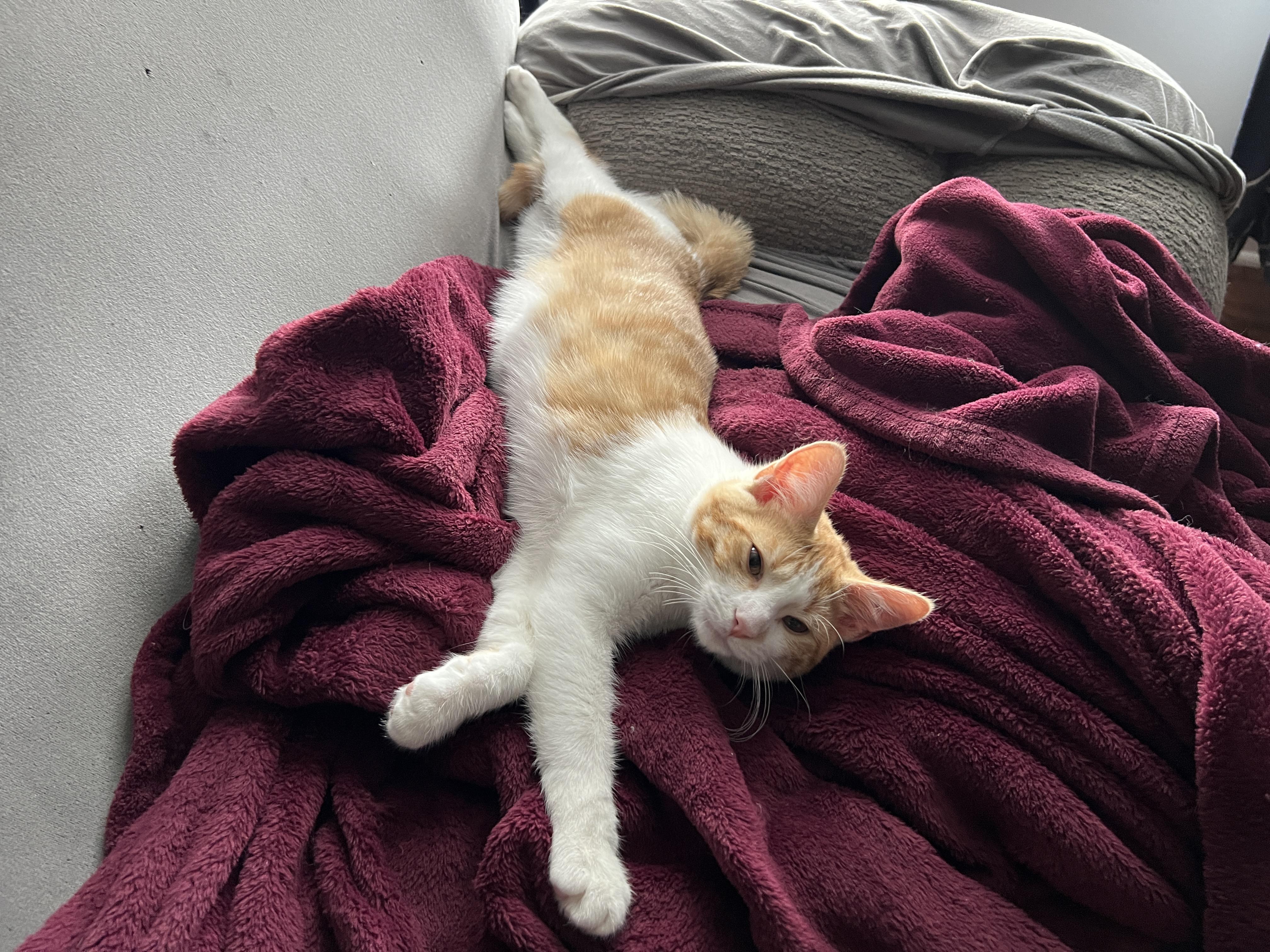 Enlarge Figgis, an adoptable Domestic Short Hair in Richmond, KY image 4/6