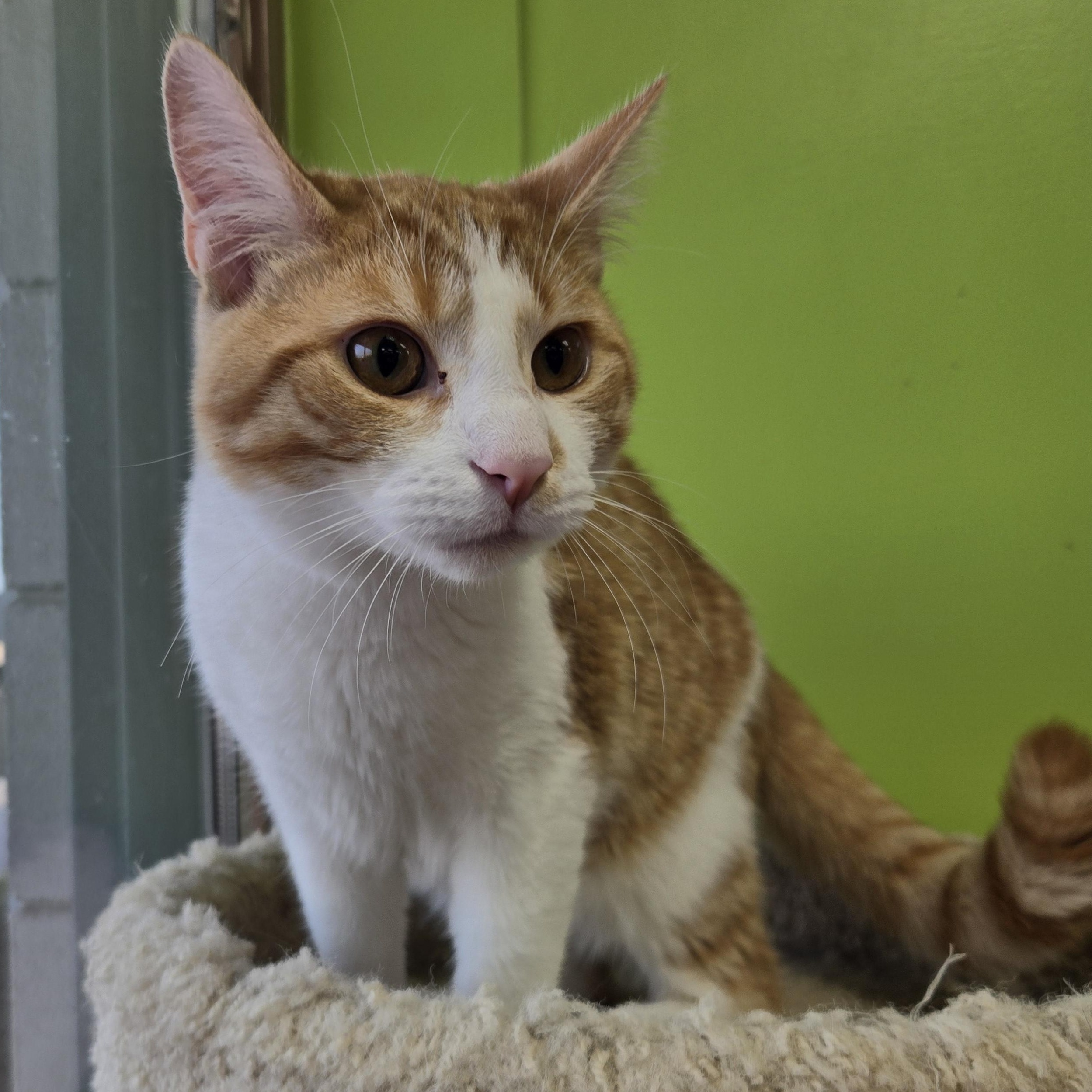 Enlarge Figgis, an adoptable Domestic Short Hair in Richmond, KY image 2/6