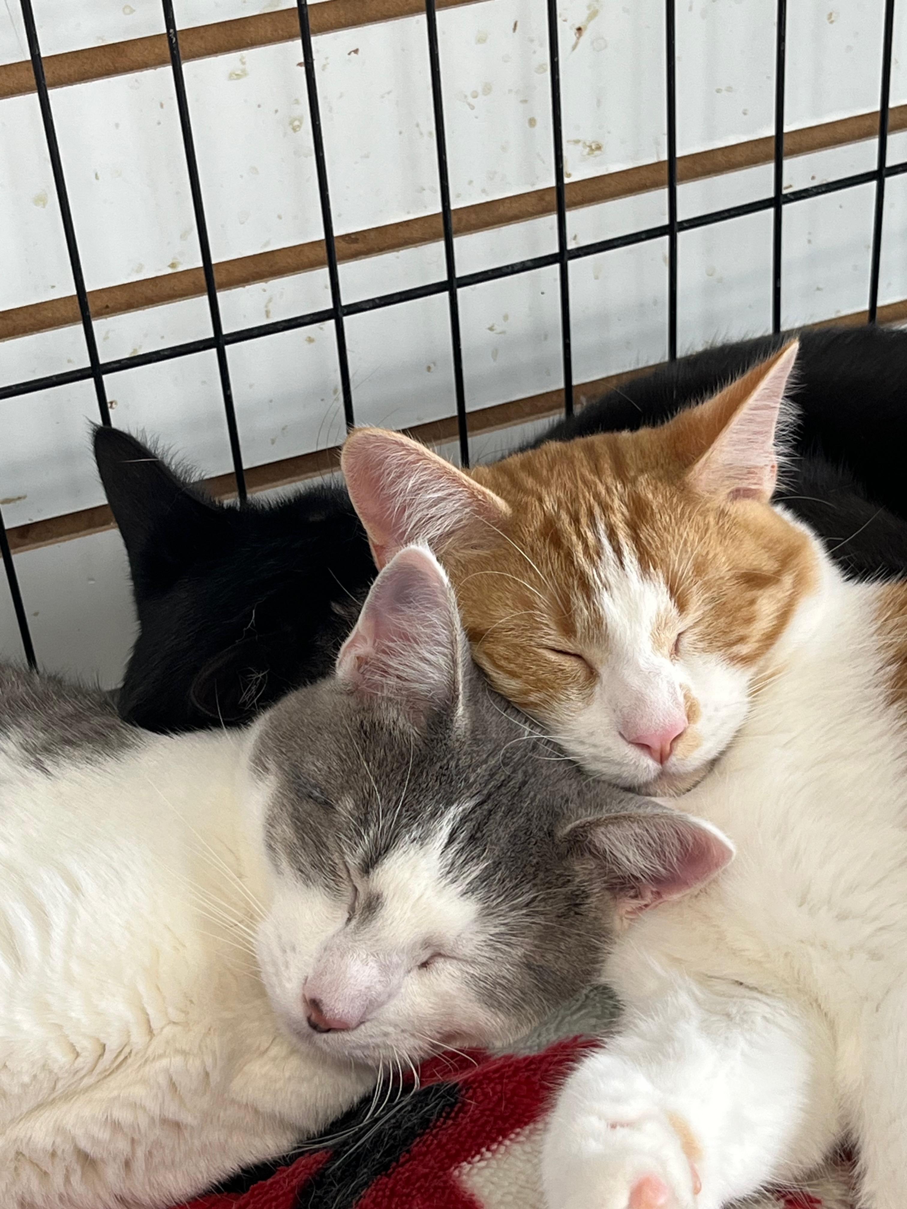 Enlarge Figgis, an adoptable Domestic Short Hair in Richmond, KY image 5/6