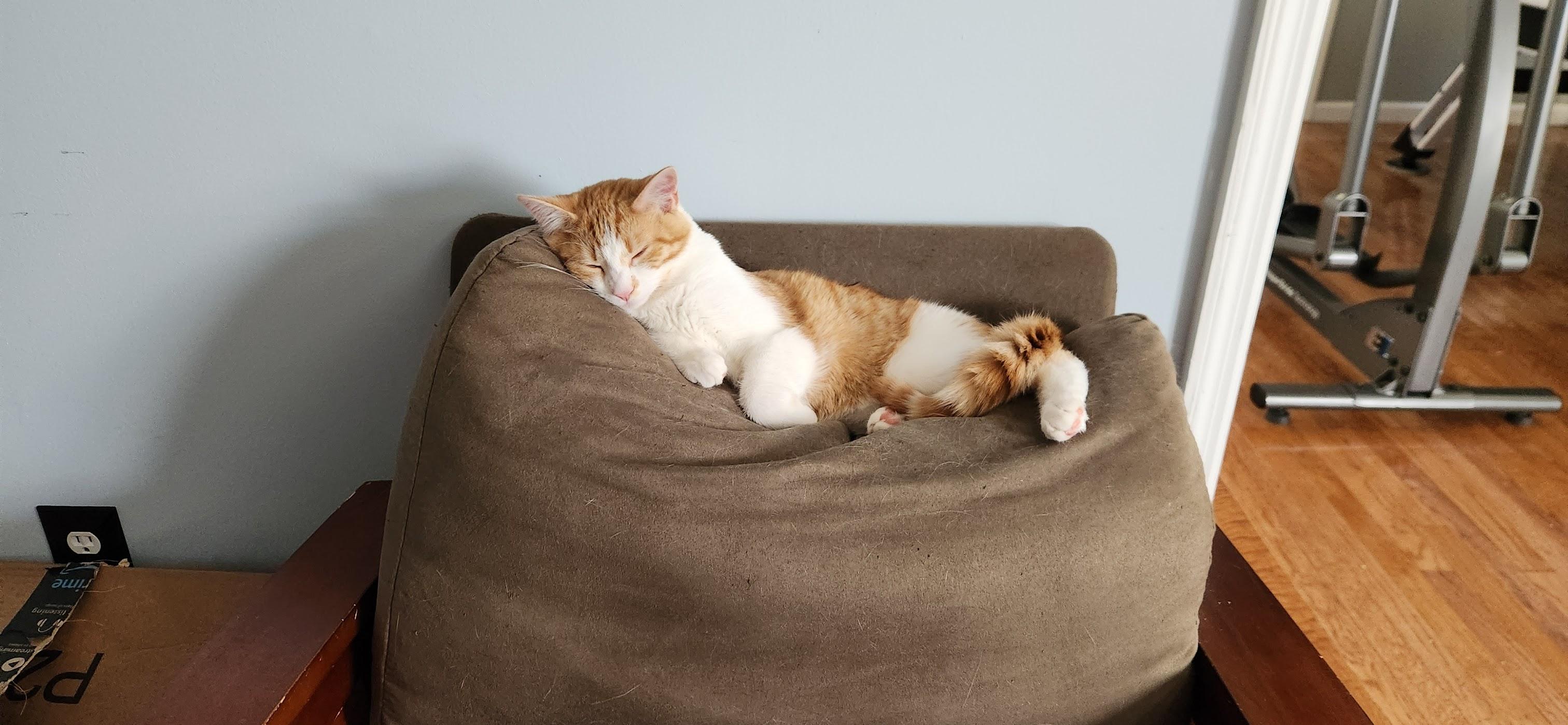 Enlarge Figgis, an adoptable Domestic Short Hair in Richmond, KY image 3/6