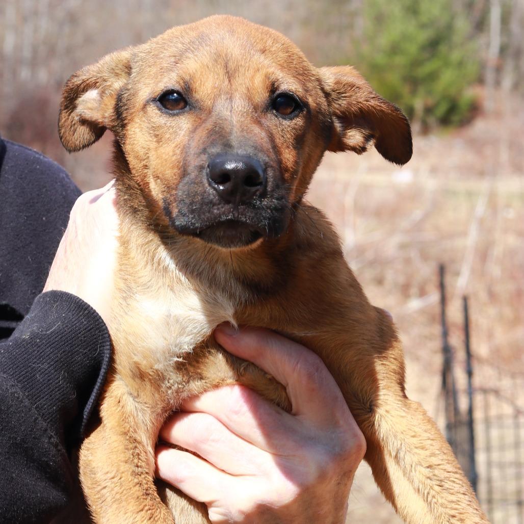 Enlarge CT Saffron, a Adoptable mixed breed in Stormville, NY image 2/6