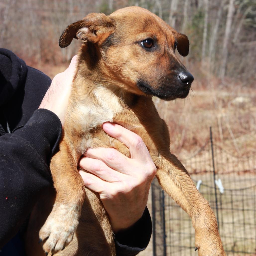 Enlarge CT Saffron, a Adoptable mixed breed in Stormville, NY image 3/6