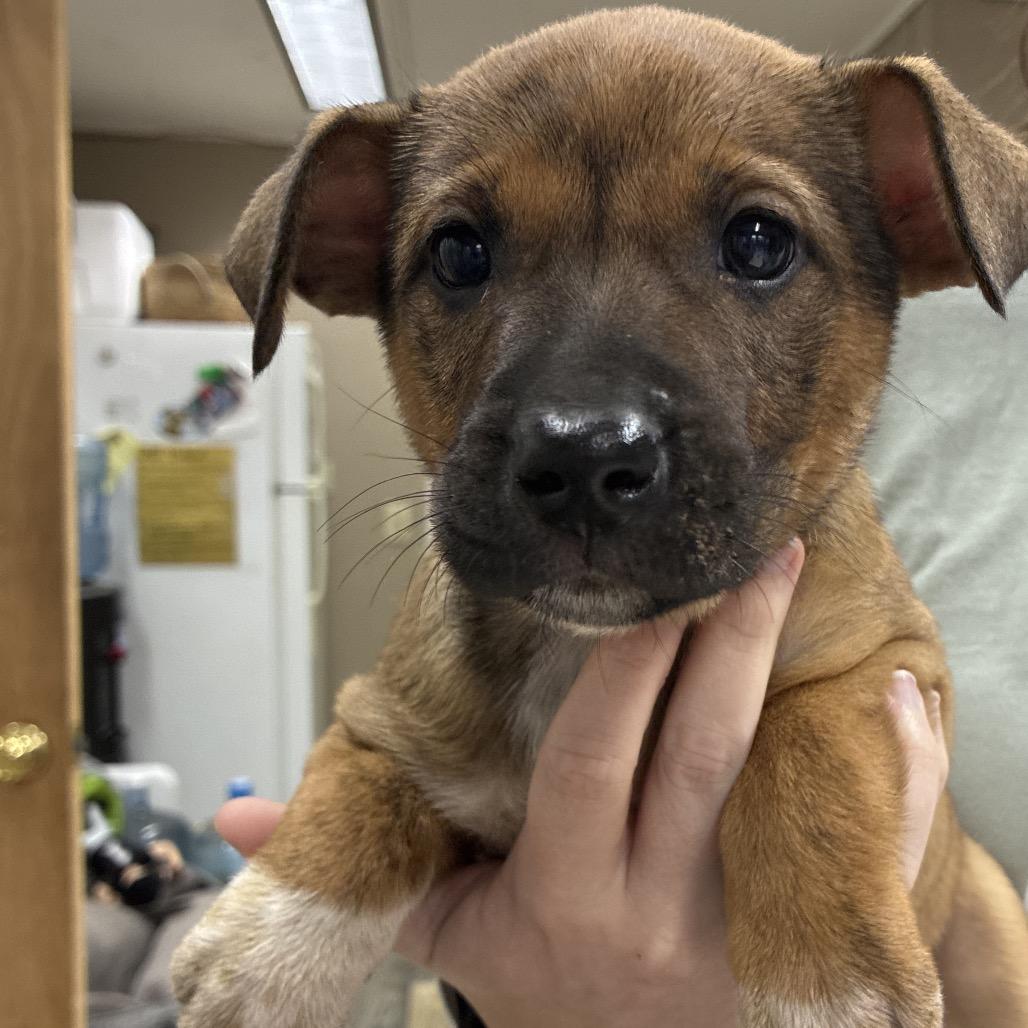 Enlarge CT Saffron, a Adoptable mixed breed in Stormville, NY image 4/6