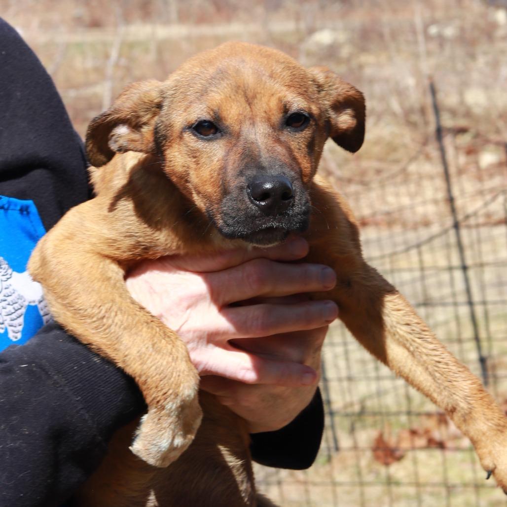 Enlarge CT Saffron, a Adoptable mixed breed in Stormville, NY image 5/6