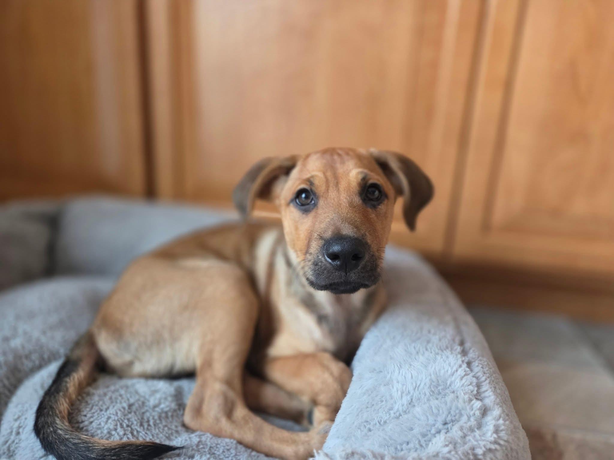 Rowan the Shepherd Mix!