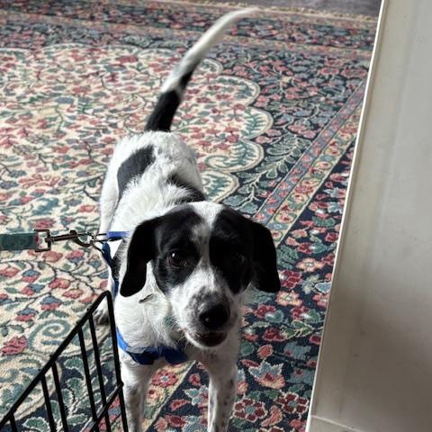 Enlarge Cookie, an adopted Australian Shepherd in Yukon, OK image 1/5
