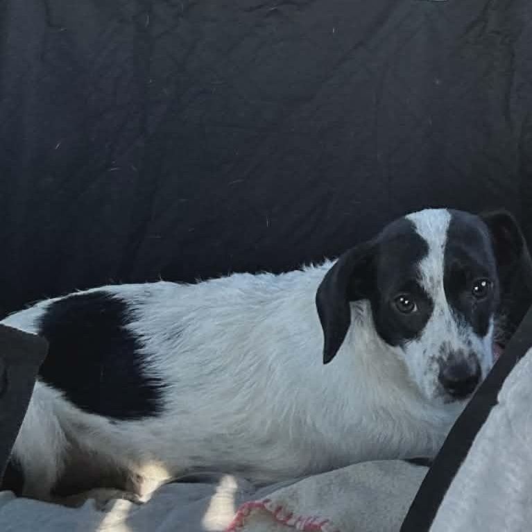 Enlarge Cookie, an adopted Australian Shepherd in Yukon, OK image 3/5