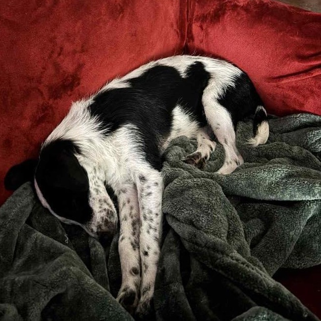 Enlarge Cookie, an adopted Australian Shepherd in Yukon, OK image 4/5