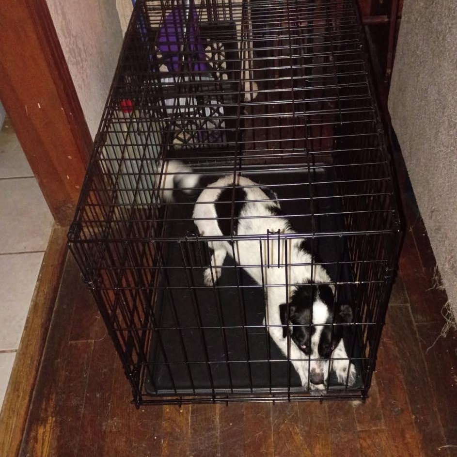 Enlarge Cookie, an adopted Australian Shepherd in Yukon, OK image 5/5