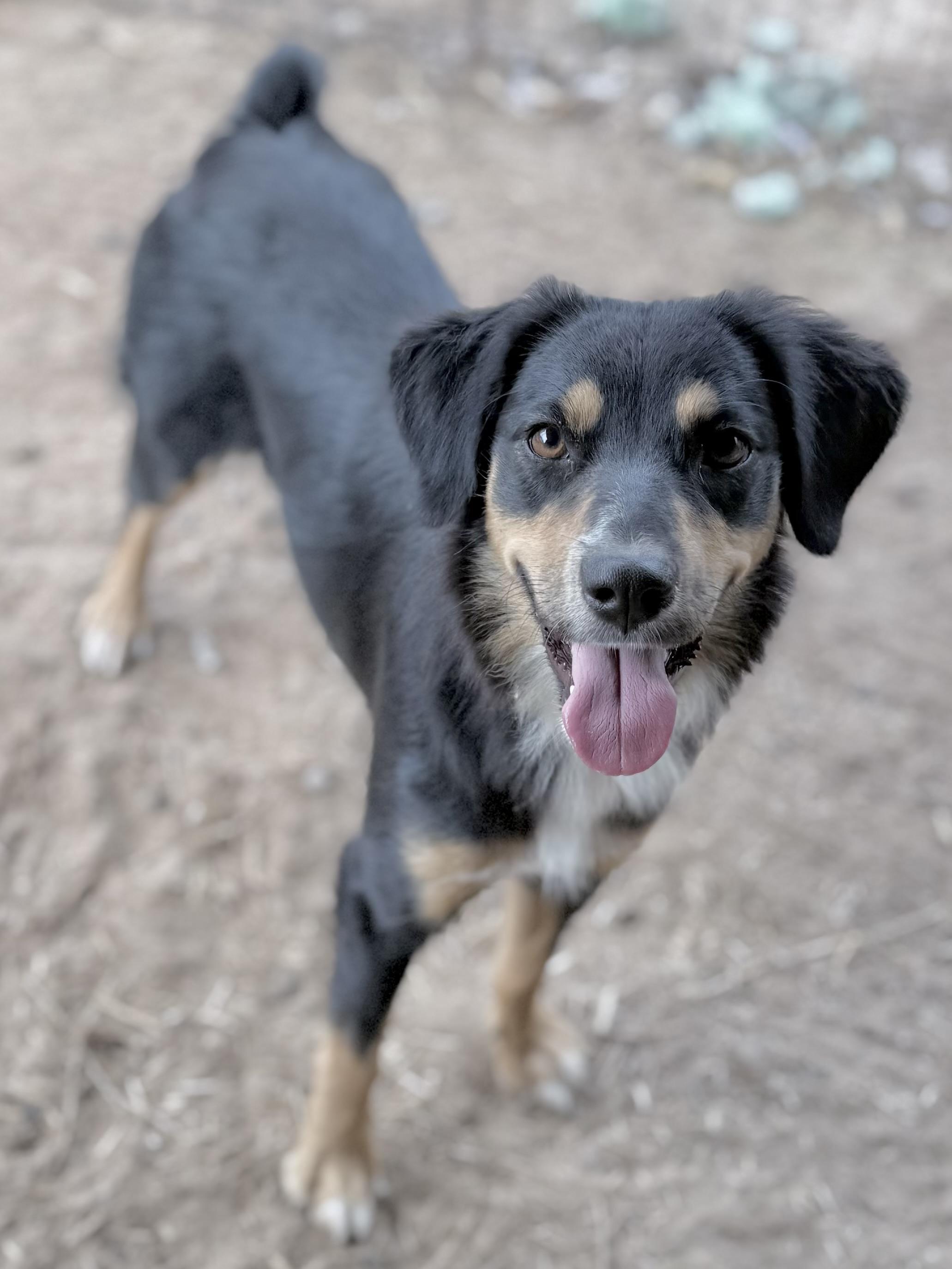 Enlarge Inola (Mini-Aussie), a Adoptable Australian Shepherd in South Saint Paul, MN image 4/5