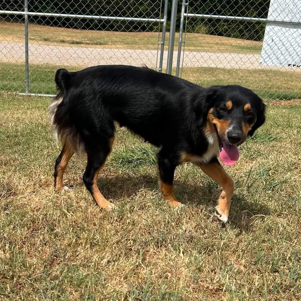 Enlarge Inola (Mini-Aussie), a Adoptable Australian Shepherd in South Saint Paul, MN image 2/5