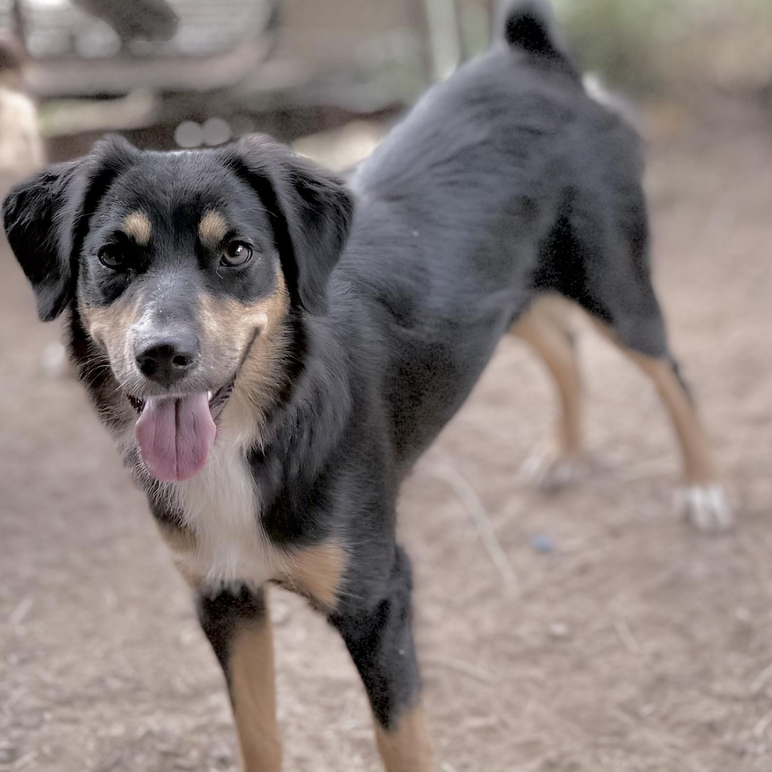 Enlarge Inola (Mini-Aussie), a Adoptable Australian Shepherd in South Saint Paul, MN image 1/5