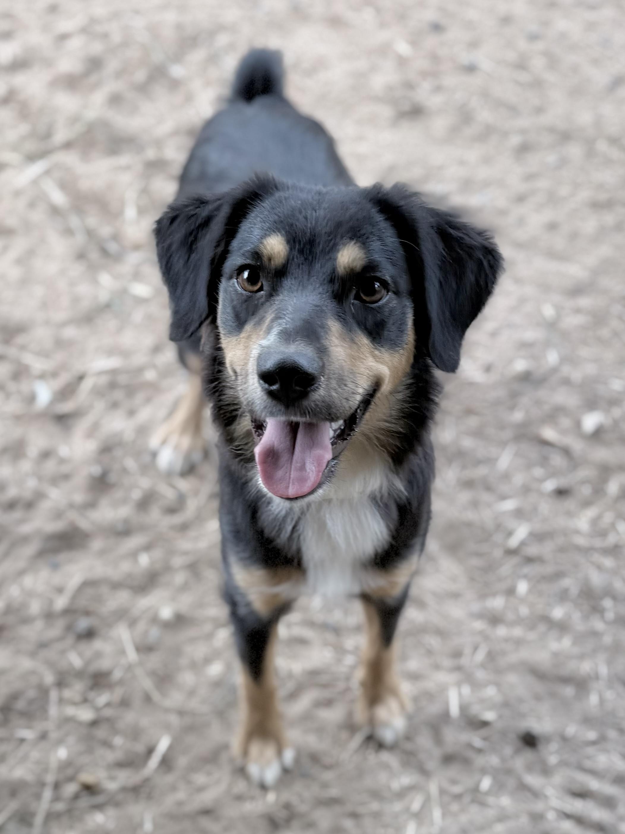 Enlarge Inola (Mini-Aussie), a Adoptable Australian Shepherd in South Saint Paul, MN image 5/5
