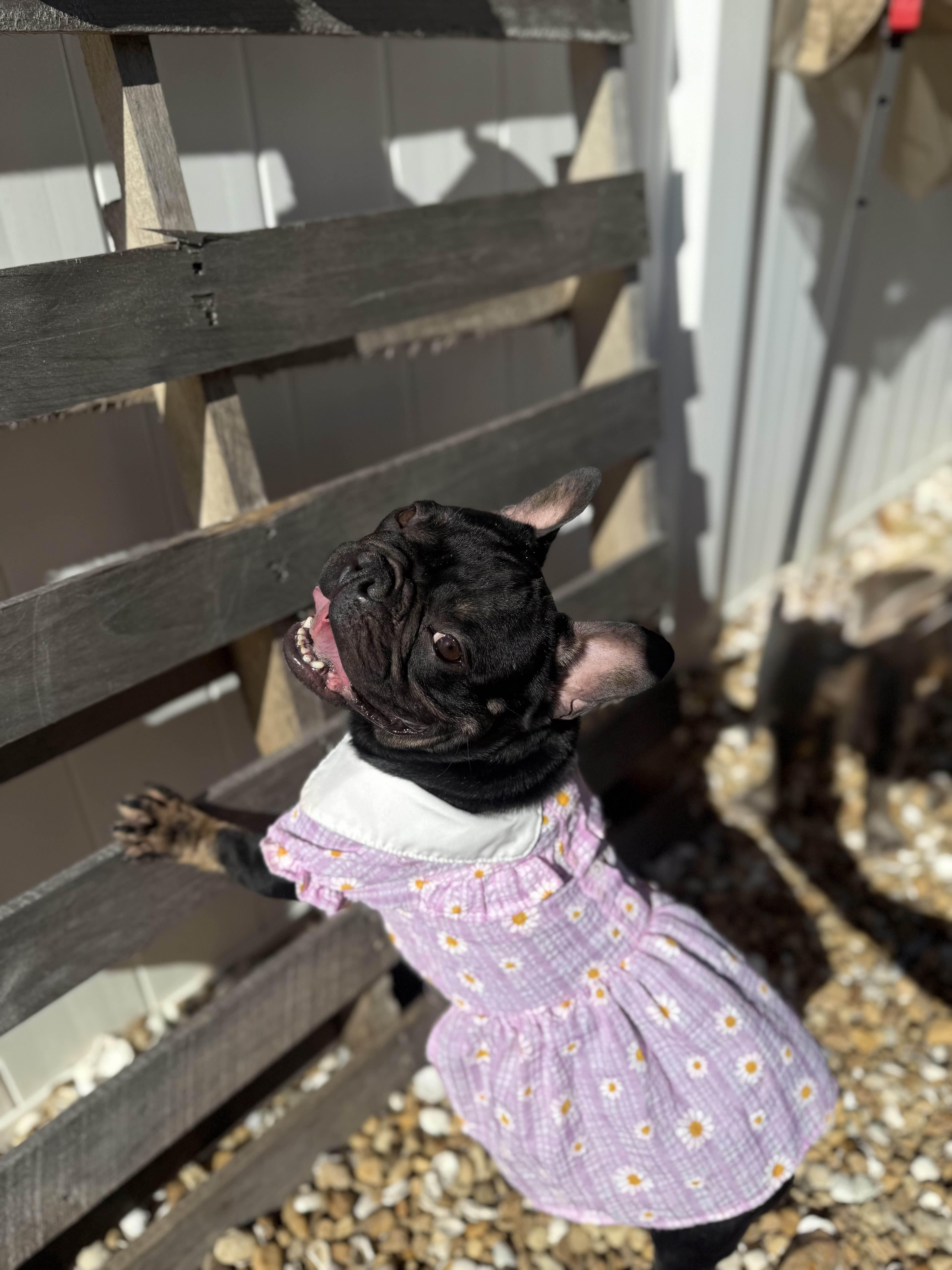 Enlarge Madeline, a ADOPTABLE French Bulldog in New Port Richey, FL image 1/3