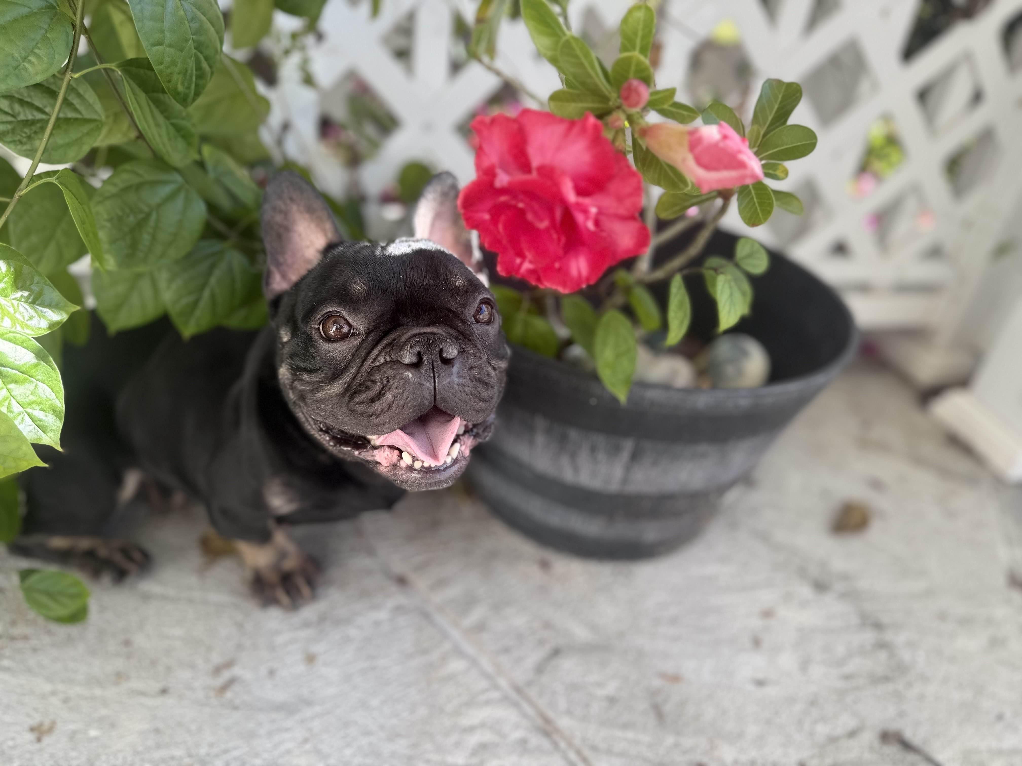 Enlarge Madeline, a ADOPTABLE French Bulldog in New Port Richey, FL image 2/3
