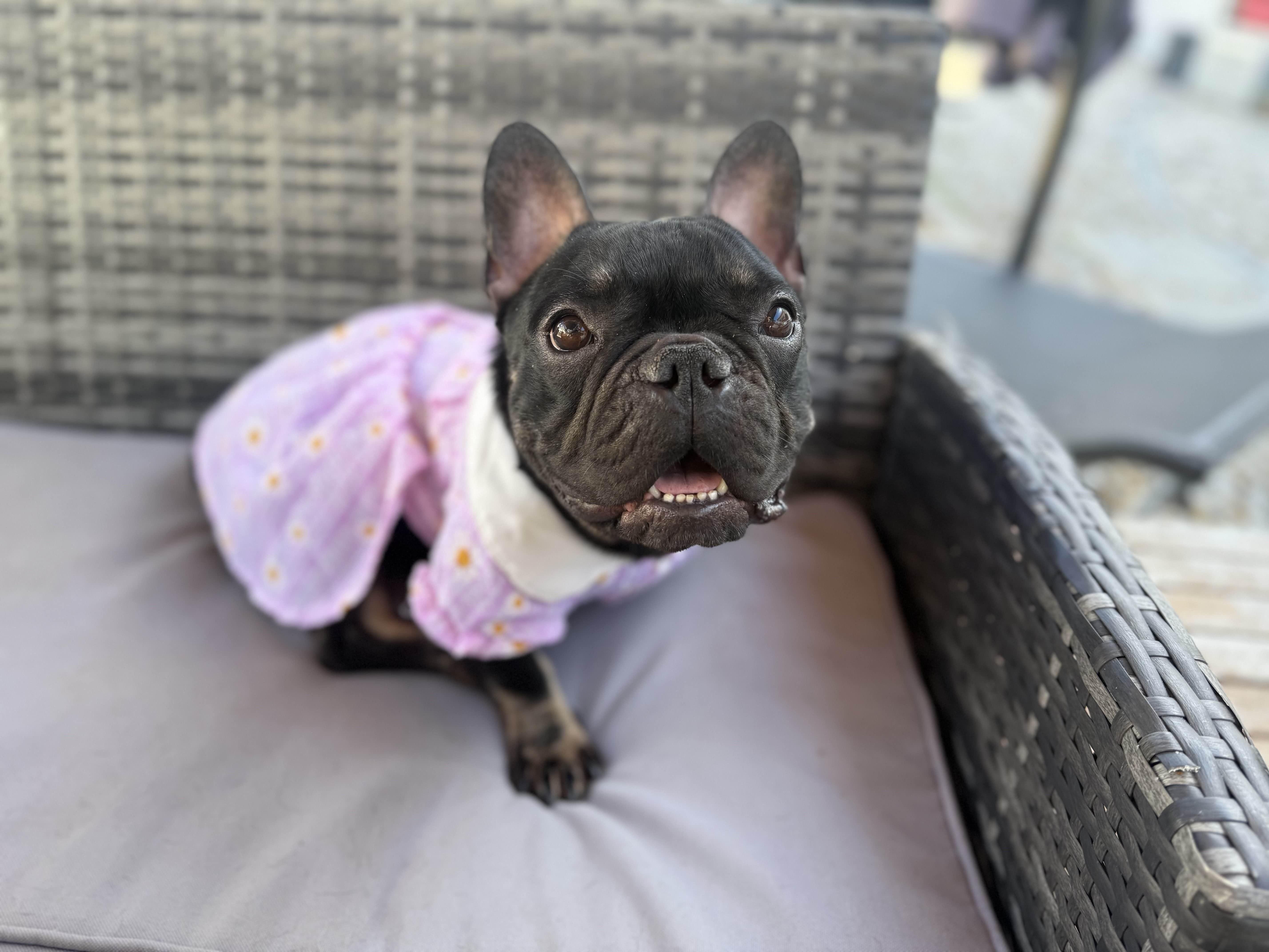 Enlarge Madeline, a ADOPTABLE French Bulldog in New Port Richey, FL image 3/3