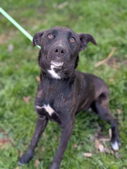 Catrina, Adoptable, Adult Female Dutch Shepherd & Mixed Breed.