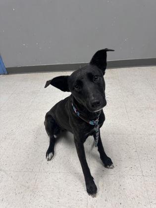 Enlarge Catrina, a Adoptable mixed breed in Gulfport, MS image 2/2