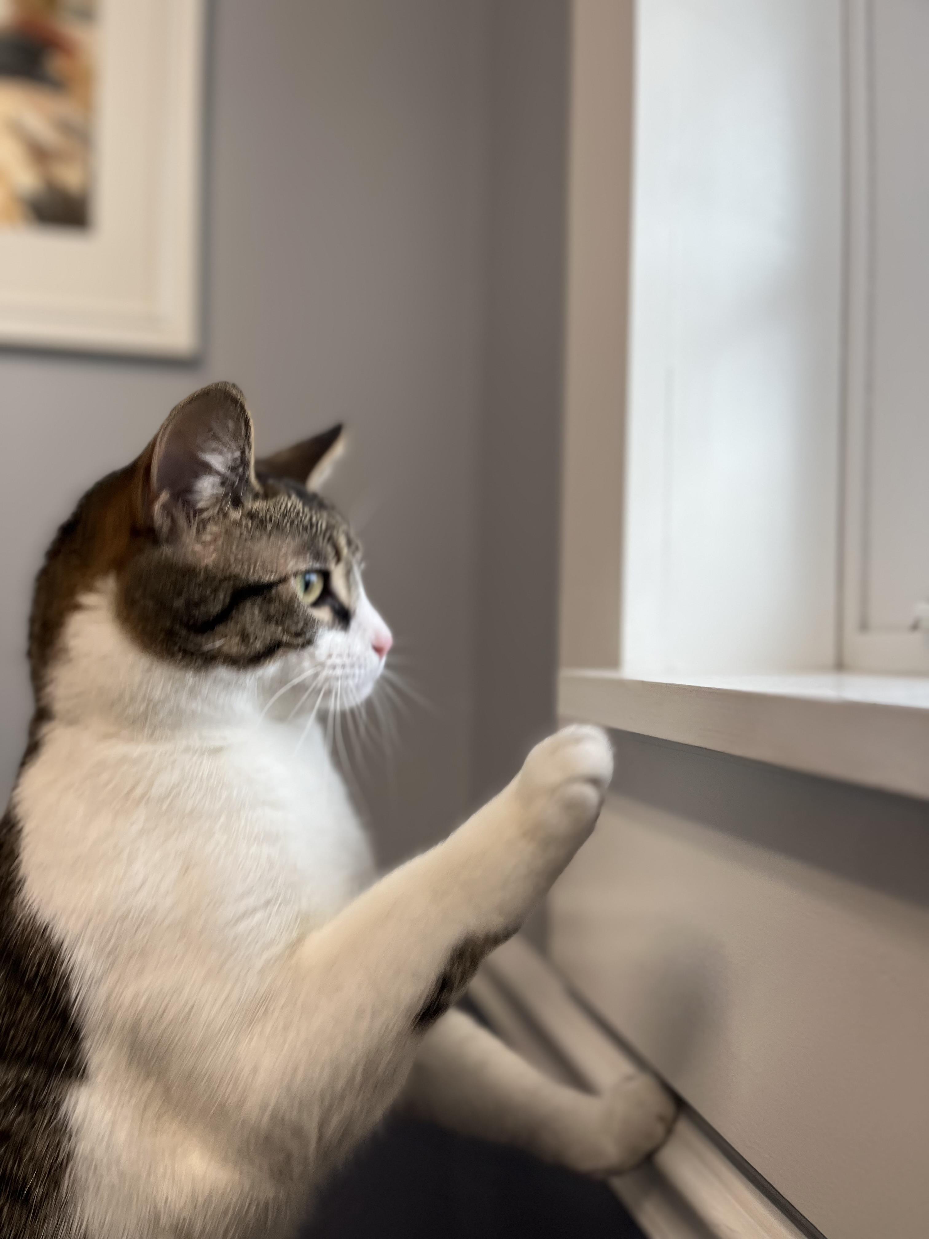 Lila, a Adoptable Domestic Short Hair in Lacona, NY image 4/5