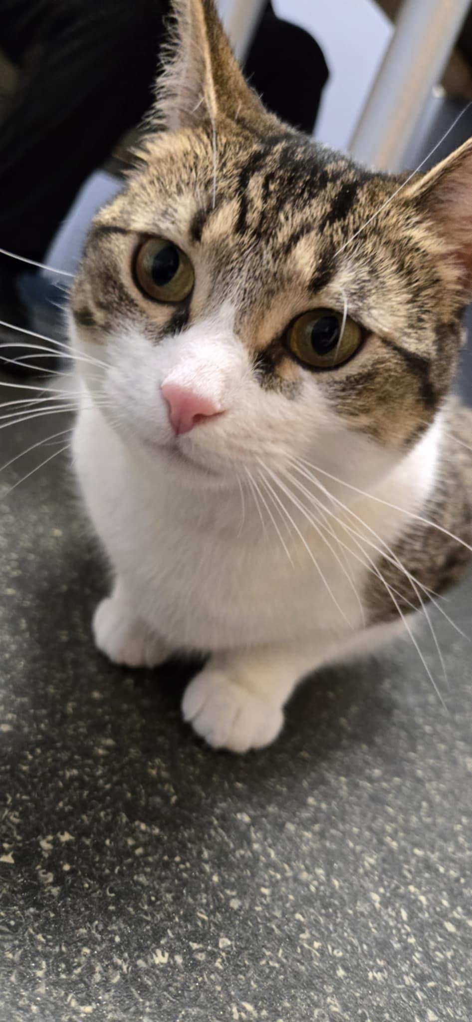 Lila, a Adoptable Domestic Short Hair in Lacona, NY image 5/5