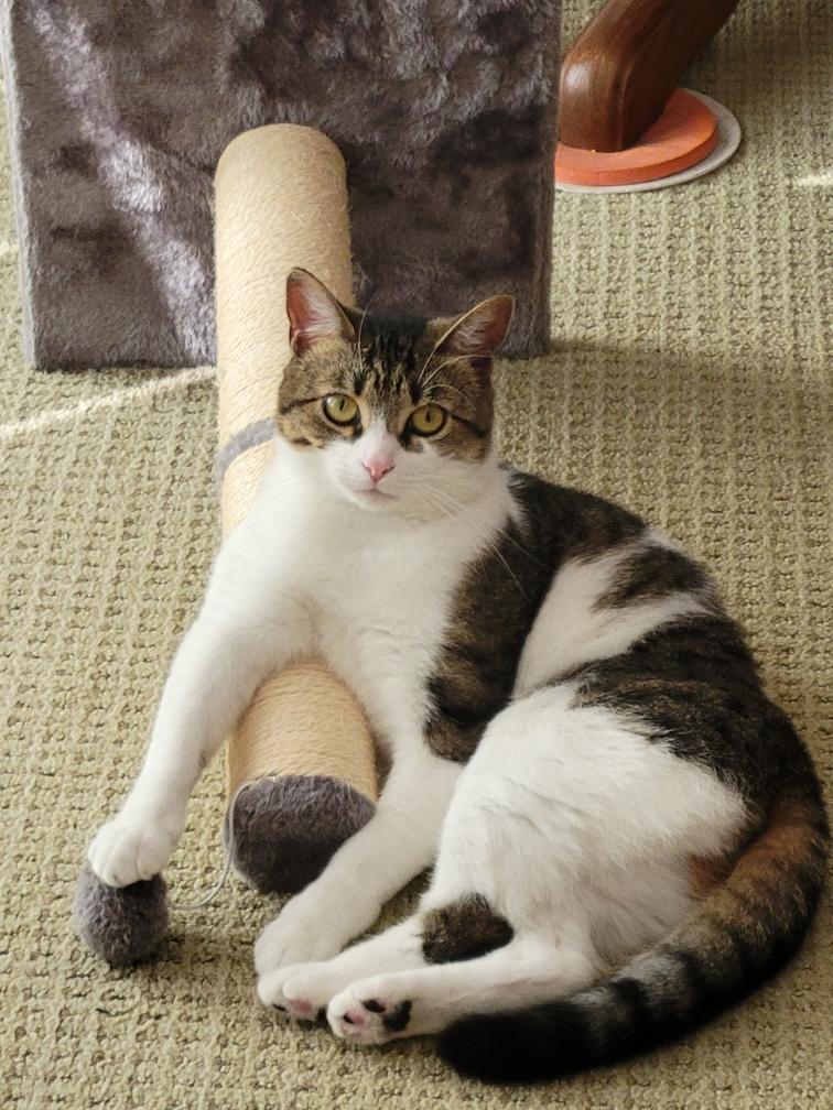 Lila, a Adoptable Domestic Short Hair in Lacona, NY image 2/5