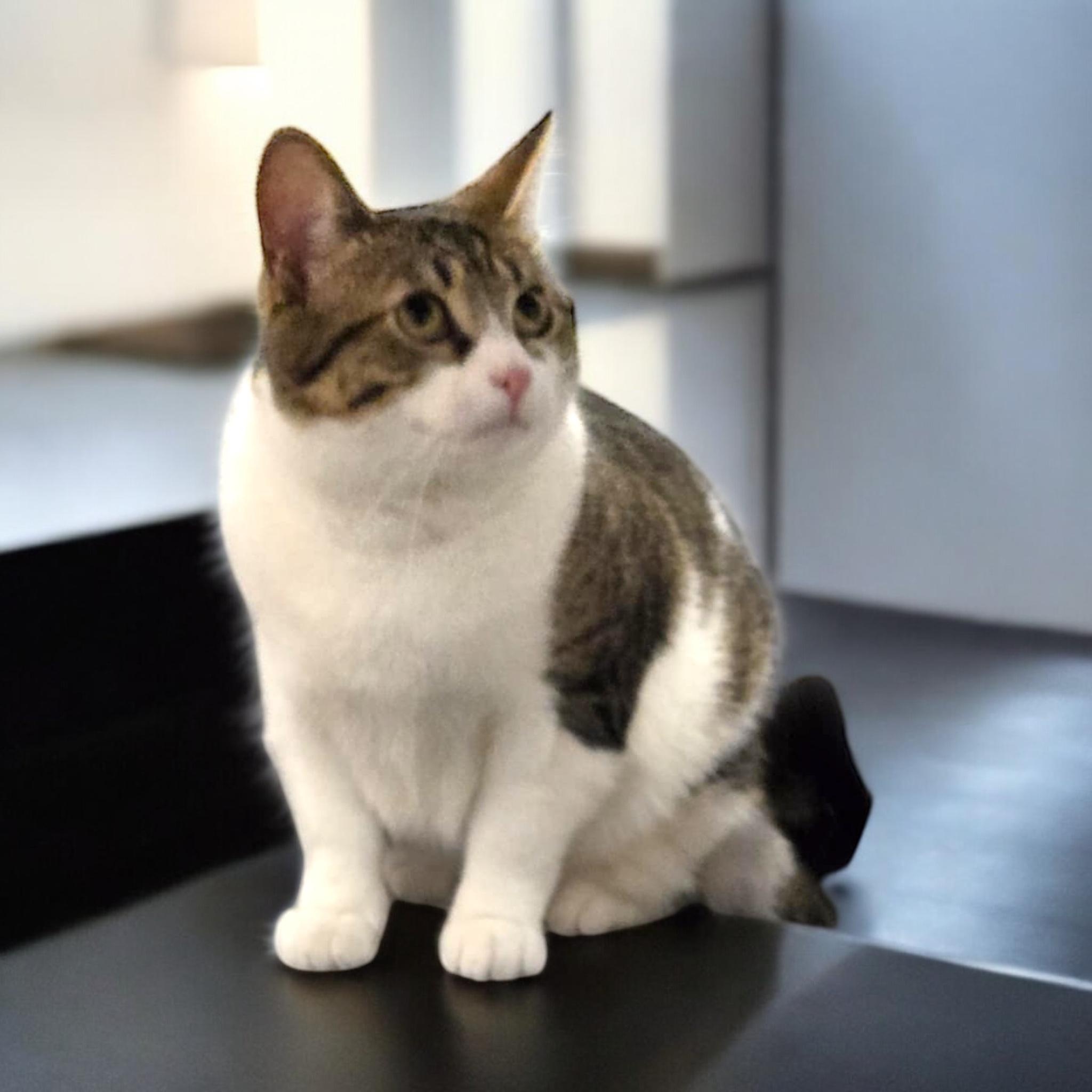 Lila, a Adoptable Domestic Short Hair in Lacona, NY image 3/5