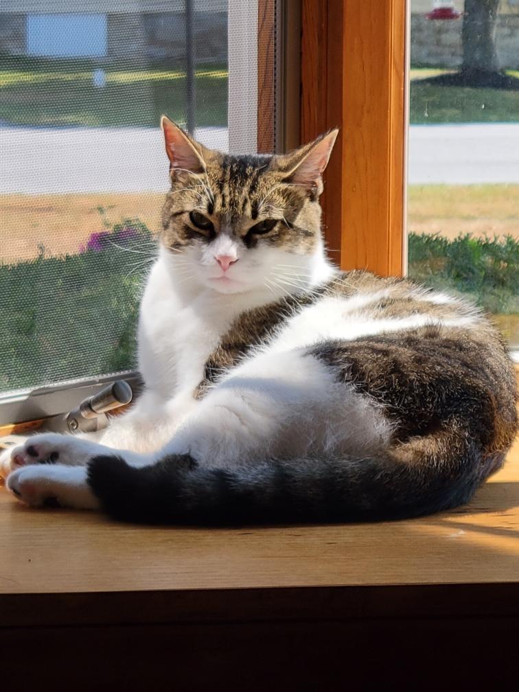 Lila, a Adoptable Domestic Short Hair in Lacona, NY image 1/5