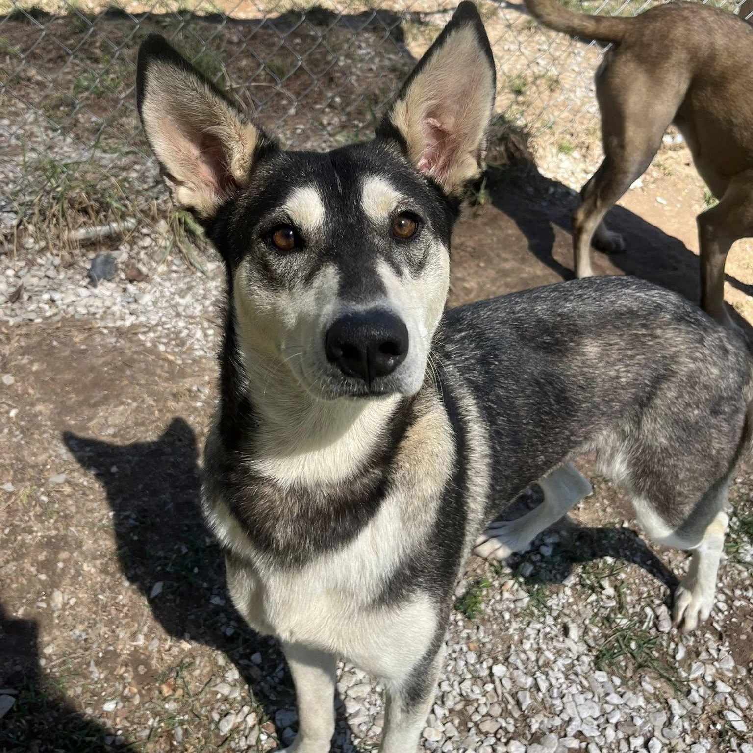 Petunia, a Adoptable mixed breed in Hopkinton, MA image 1/6