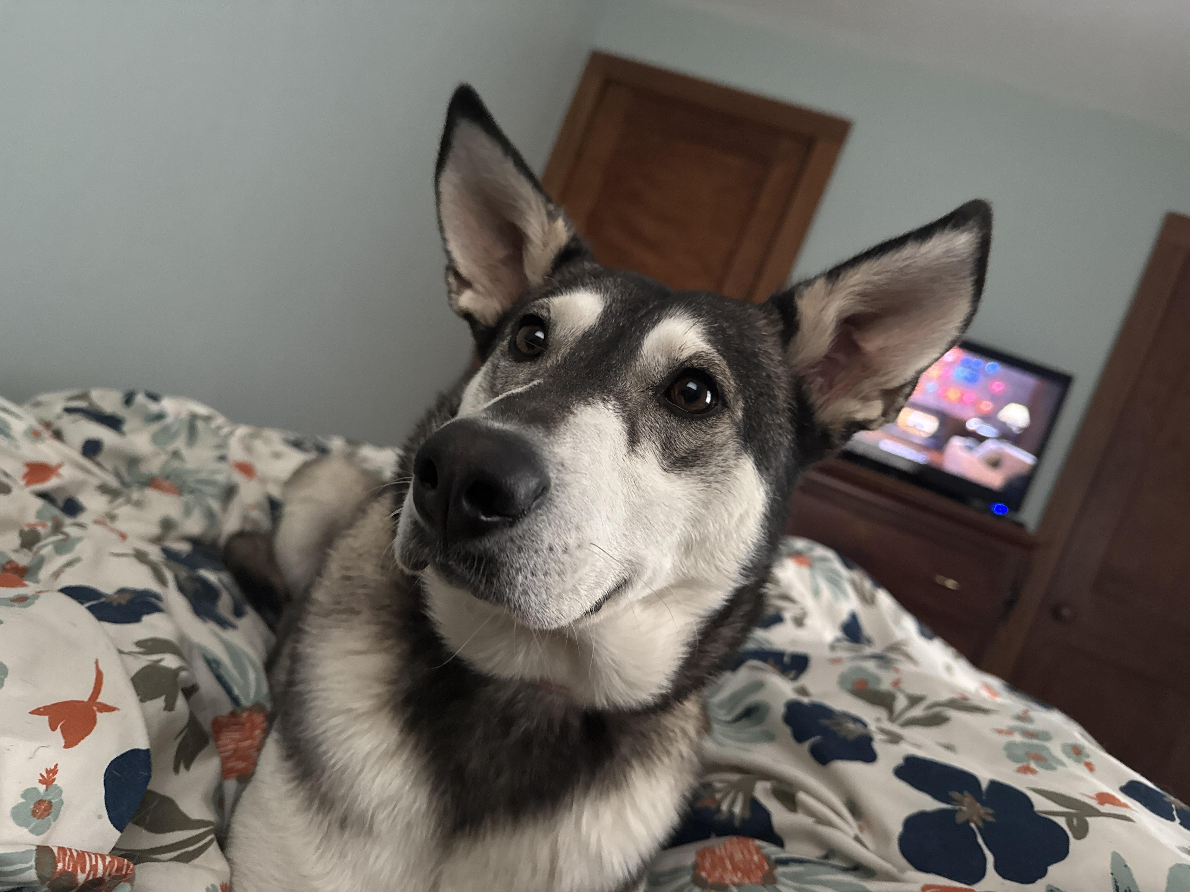 Petunia, a Adoptable mixed breed in Hopkinton, MA image 2/6