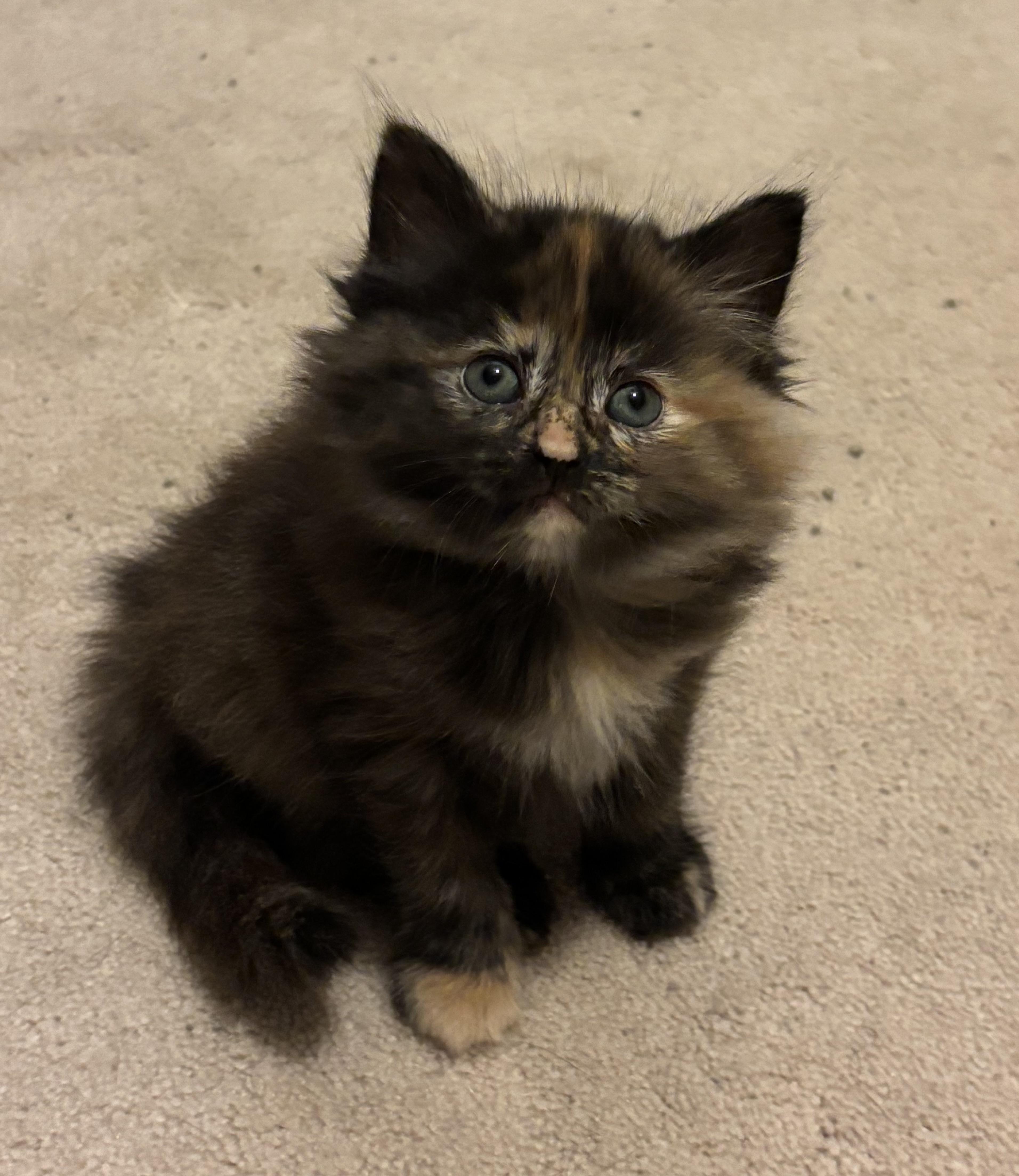 Enlarge Savannah, a Adopted Domestic Long Hair in Troy, MI image 1/2