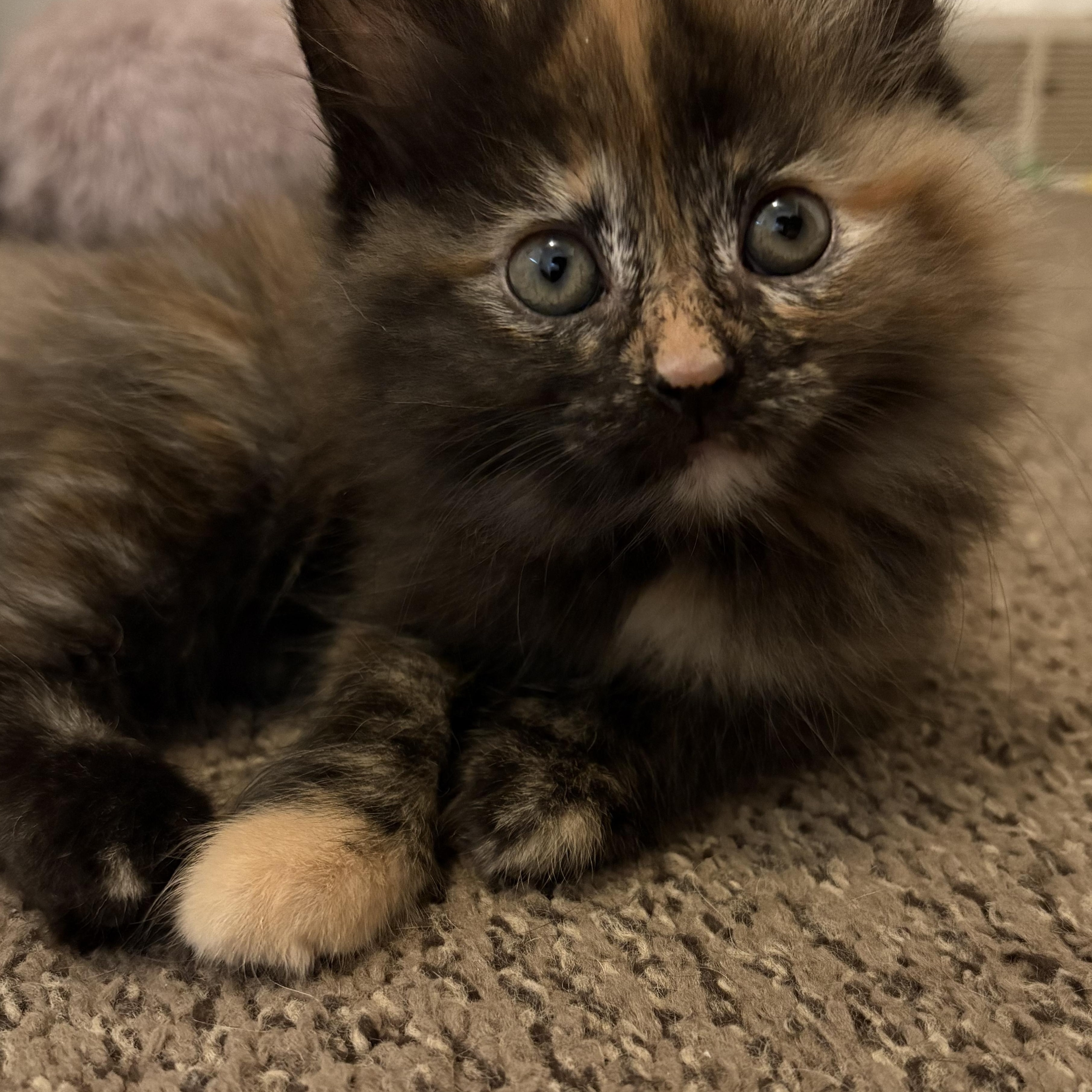 Enlarge Savannah, a Adopted Domestic Long Hair in Troy, MI image 2/2