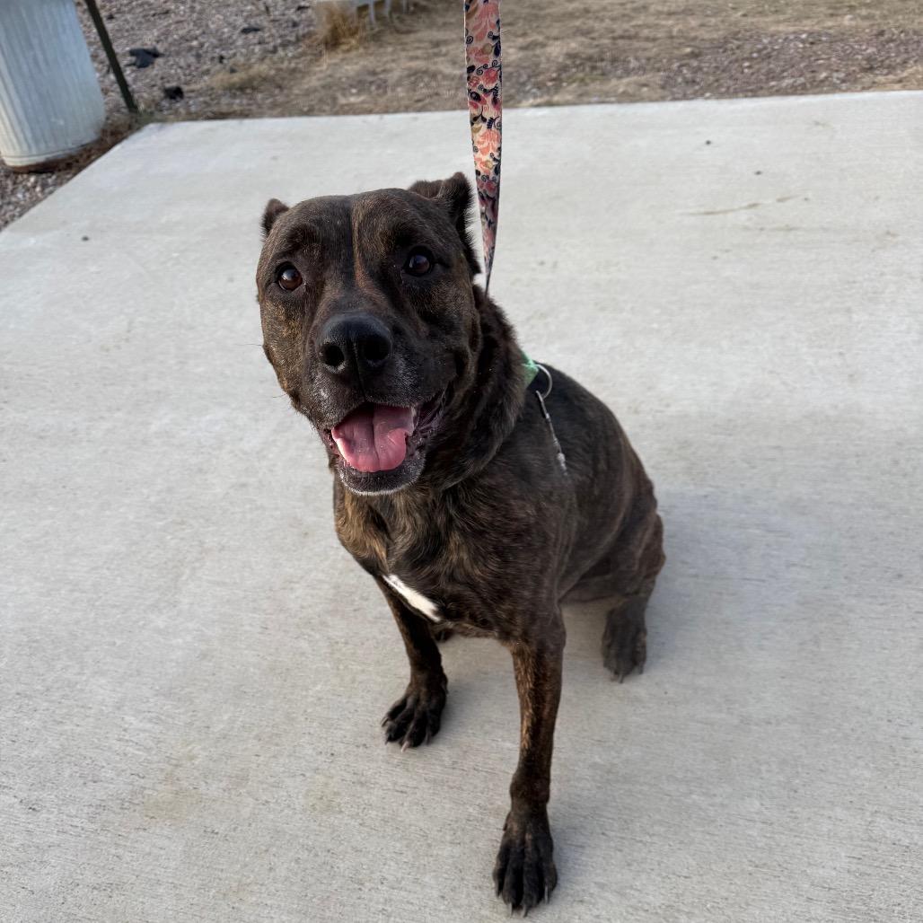 Enlarge Budha, a Adoptable mixed breed in Great Falls, MT image 1/6