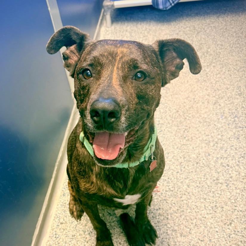 Enlarge Budha, a Adoptable mixed breed in Great Falls, MT image 2/6
