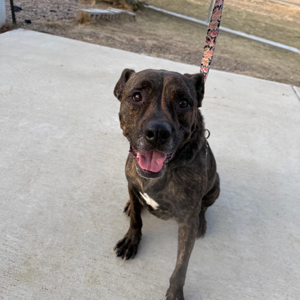 Enlarge Budha, a Adoptable mixed breed in Great Falls, MT image 3/6